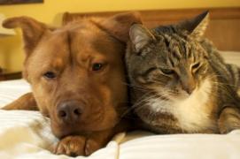 A dog and a cat snuggling