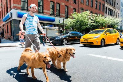 A man walking two dogs in New York City