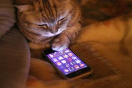 can cats and dogs see phone screens