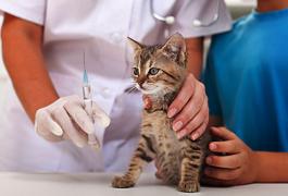 A cat prepares to be vaccinated