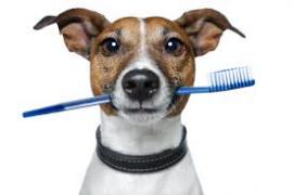 A dog holding a toothbrush in its mouth