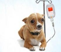 dog hooked up to IV