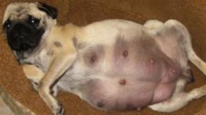 A pregnant pug