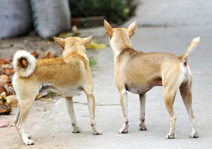 what does it mean when a puppys tail is up