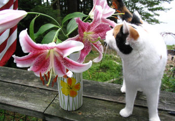 A cat smells some lilies