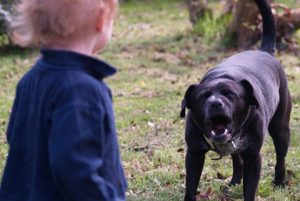 A dog barks at a child