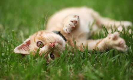 A cat lies in the grass