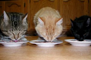 cats eating