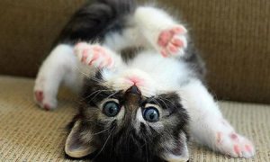 An upside down kitten on a couch