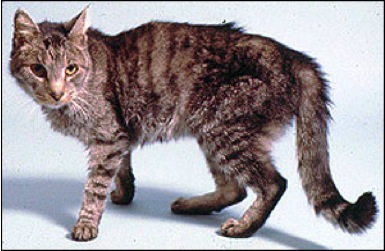 A cat with hyperthyroidism against a light blue background