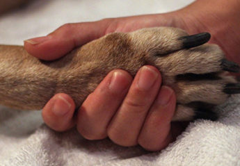 A human hand embracing a dog's paw