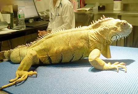 Killer the iguana sitting on a table