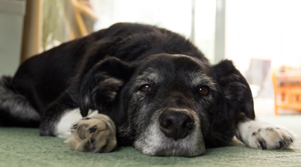 A dog lying on the carpet