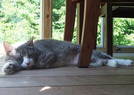cat laying under a table outside with belly exposed