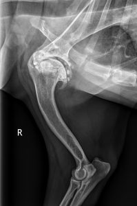 An x-ray of a dog's shoulder