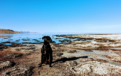 dog sitting on a rocky dry beach 