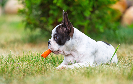 dog laying in grass and chewing on a carrot