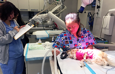 Veterinary Technicians at the Animal Medical Center perform a dental procedure