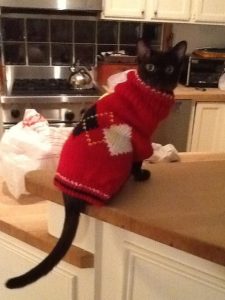 Cat in Christmas sweater