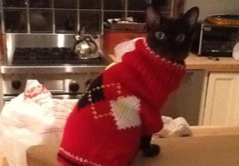 A cat wearing a sweater