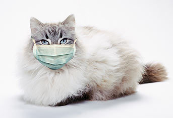 A cat wearing a medical mask