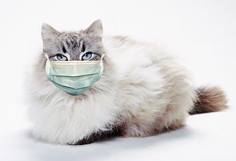 A cat wearing a medical mask