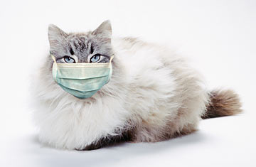A cat wearing a medical mask