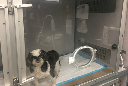 A dog receiving oxygen therapy