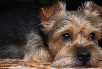 A dog lies on a carpet with sad eyes