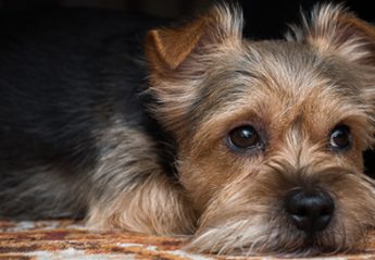 A dog lies on a carpet with sad eyes