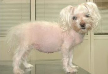 A dog with cushing's disease