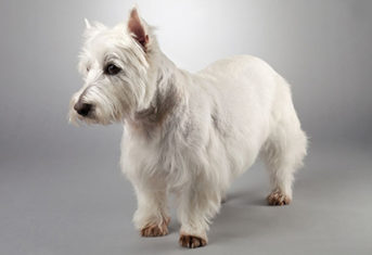 A small white dog