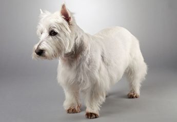 A small white dog