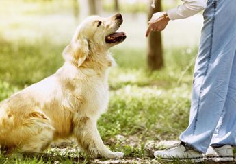 A person trains a dog