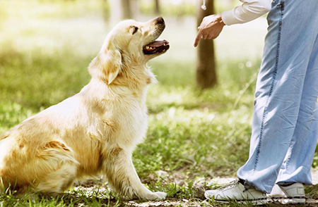 A person trains a dog