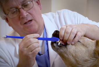 Dr. Carmichael brushing dog's teeth