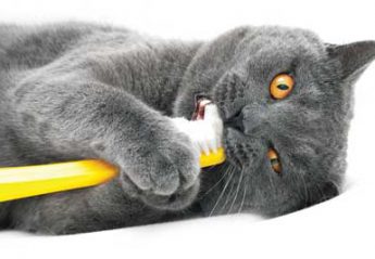 A cat wrestles with a toothbrush