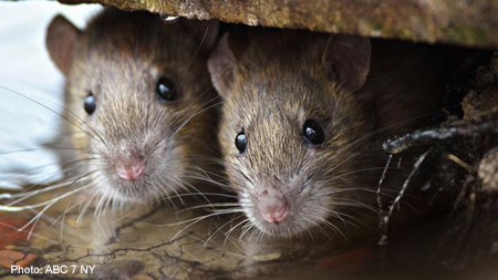 Two rats