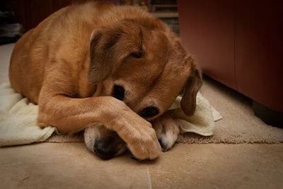 A dog covering its face with its paws