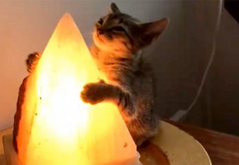 A cat investigating a crystal lamp