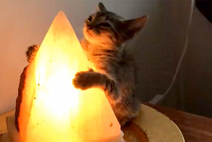 A cat investigating a crystal lamp