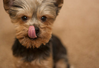 A cute yorkie