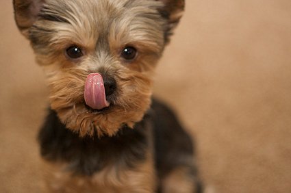 A cute yorkie