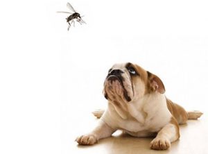 A dog stares at a mosquito