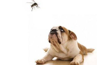 A dog stares at a mosquito