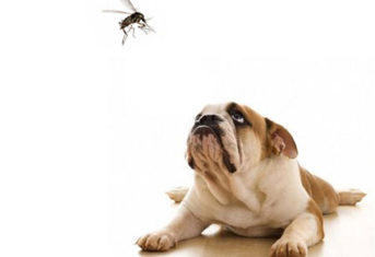 A dog stares at a mosquito