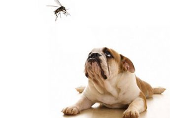 A dog stares at a mosquito