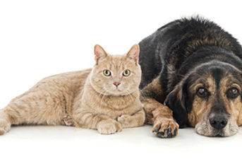 A dog and a cat lying next to each other