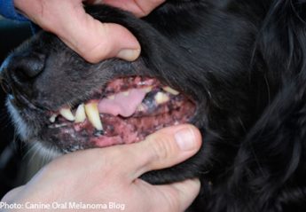 Oral melanoma in a canine