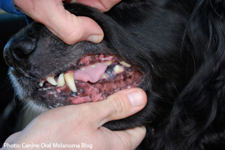 what does a melanoma look like on a dog